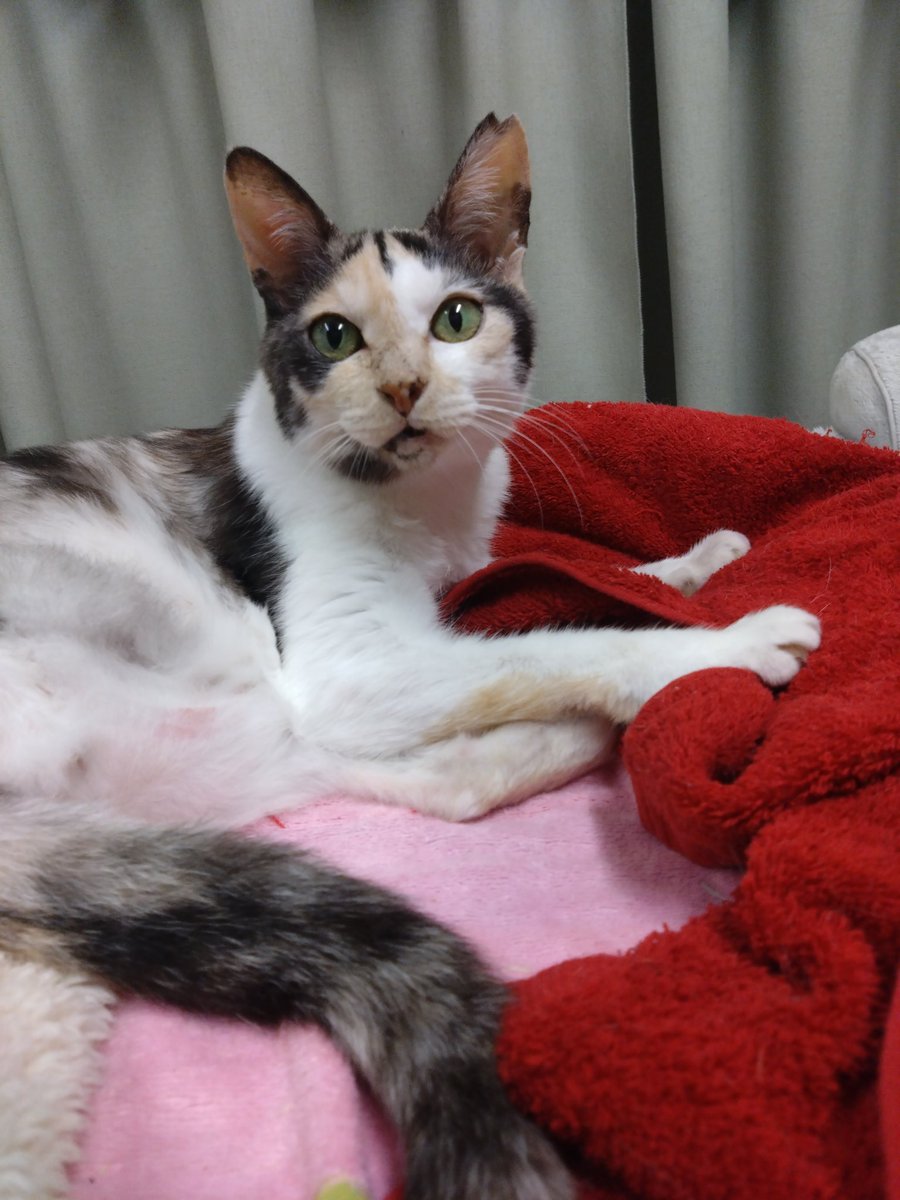 ミケちゃん tweet media