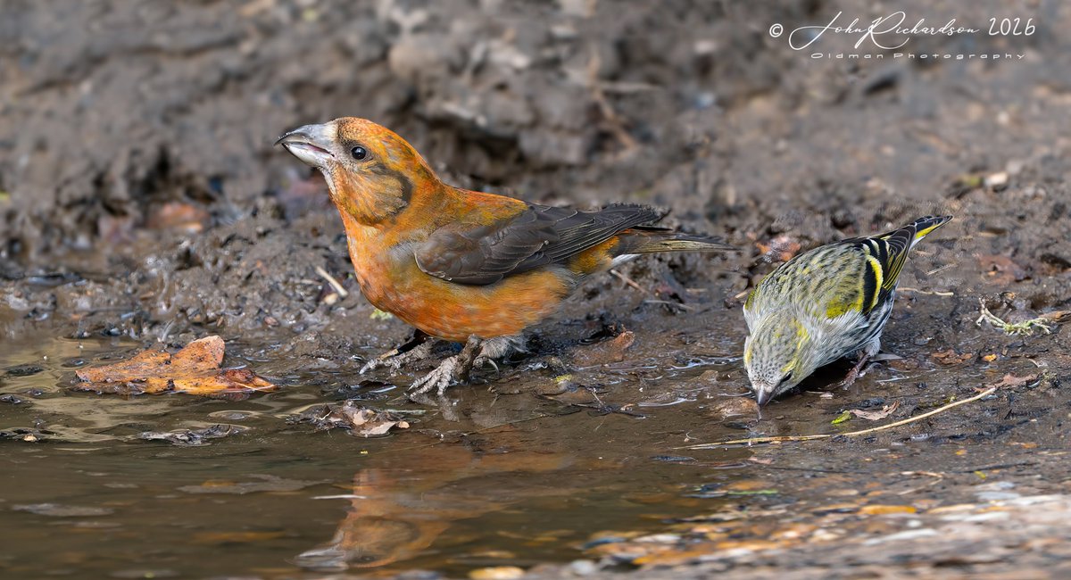 A Crossbill and Siskin having drink.
Suffolk 
05/04/2026