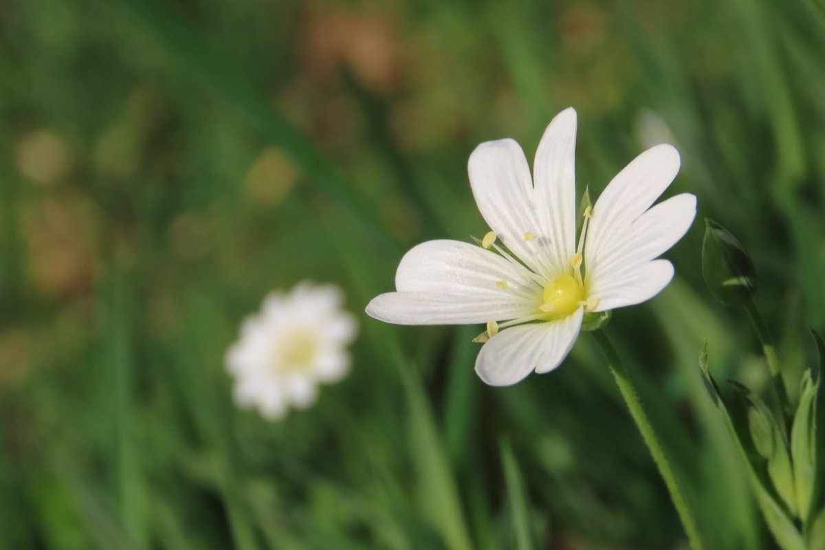 donnarainey4's tweet image. Greater stitchwort flowering in woodland &amp;amp; on roadside verges this week. #wildflowerhour