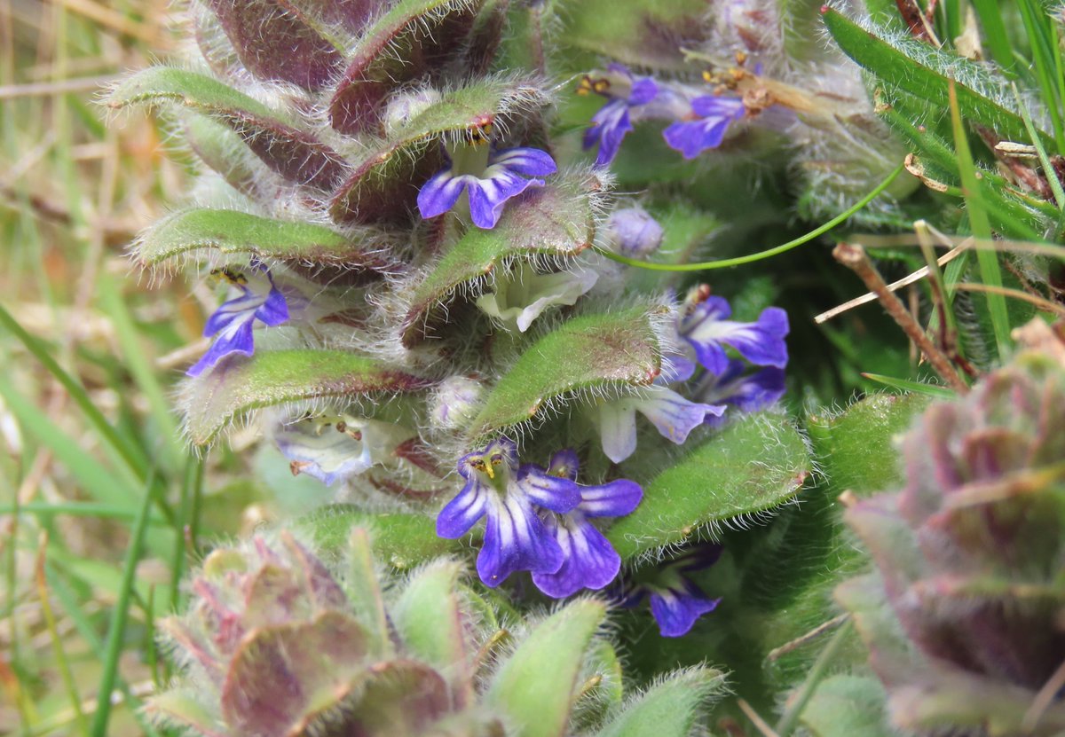 _Stickybeak's tweet image. Rathlin doesn't have any Cowslips for the  #CowslipChallenge this week, so instead we will boast about our Pyramidal Bugles again 😄 Looking really good now - found some wonderful patches with loads of flowers, and even a few in a new location #WildflowerHour