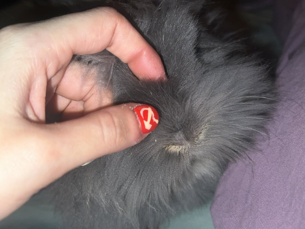 jean d4rk cross bitume 🇵🇸 tweet media