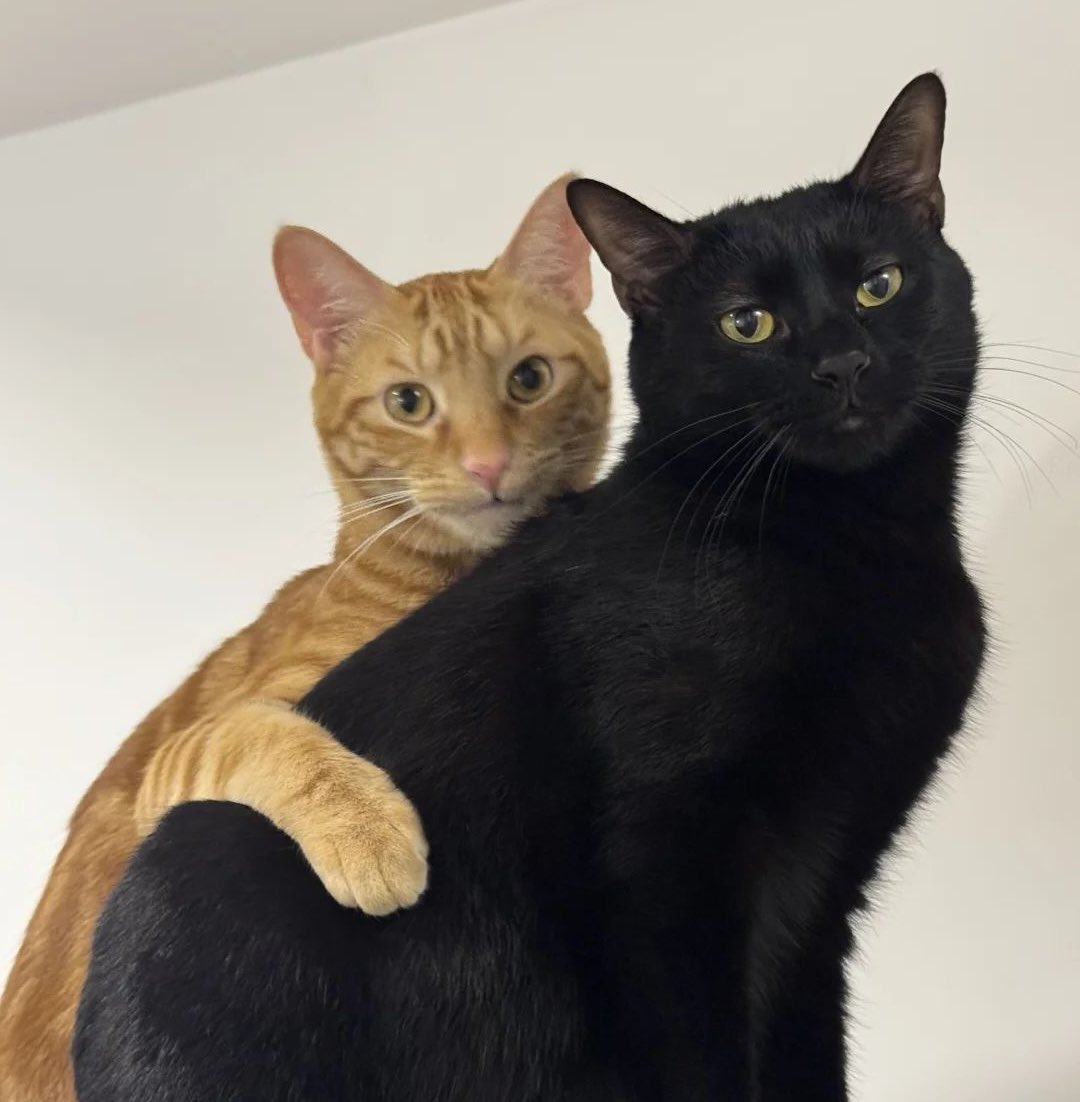 professional cat-ifyer of the HR cast tweet media