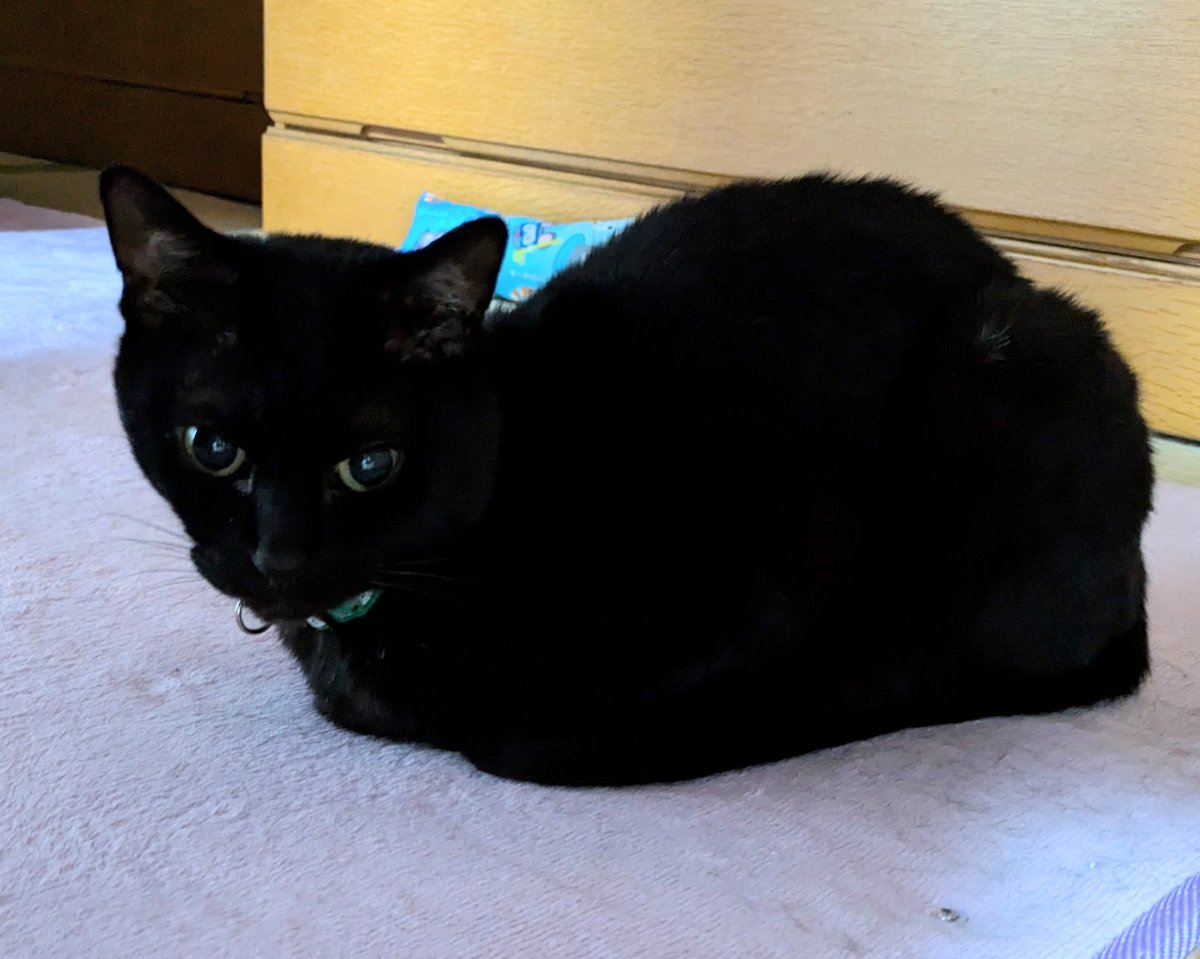 おはようございます😺　今週もよろしくお願いしますm(__)m　　虎太はこの低反発のお座布が大好き、レオは誰もいないくらい部屋にポツンが多くて☺️　また仕事終わりに歯科に走りますのでお返事遅くなりますが今日も良い１日をおすごしくださいね💞