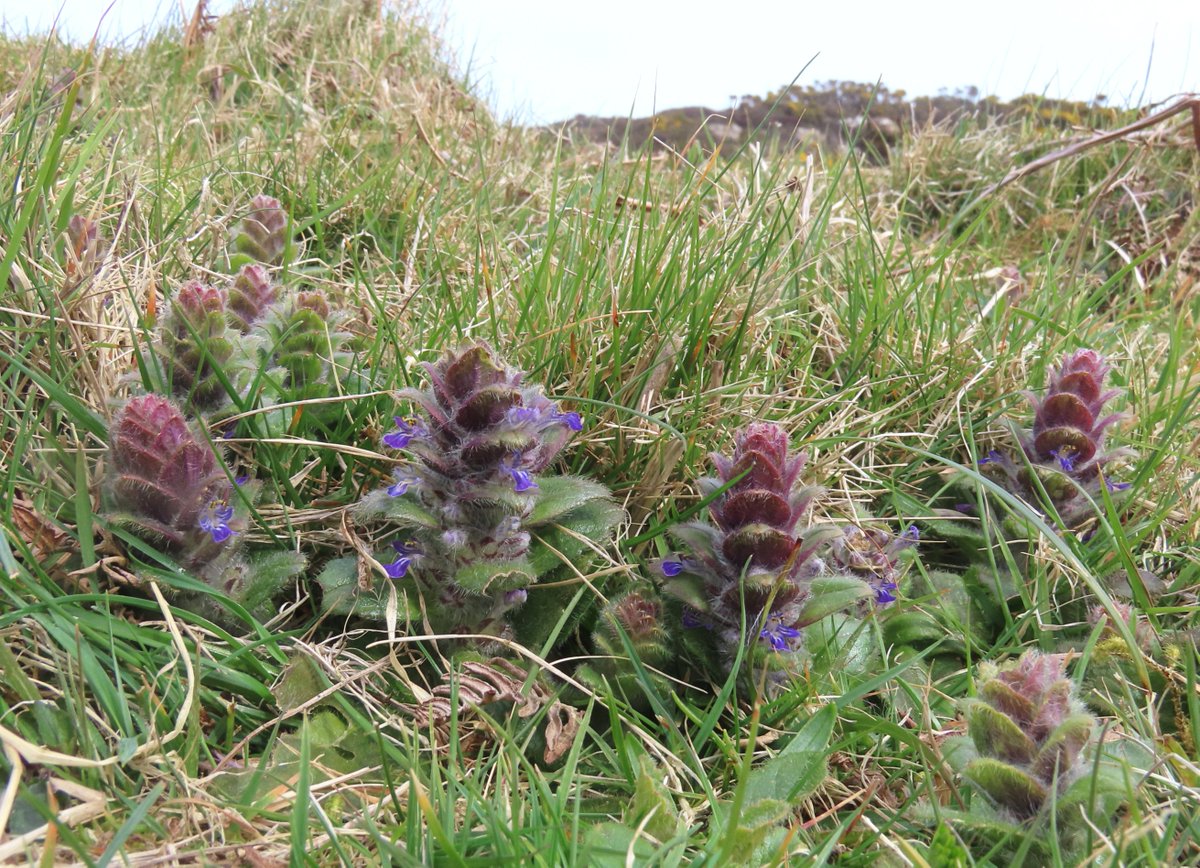 _Stickybeak's tweet image. Rathlin doesn't have any Cowslips for the  #CowslipChallenge this week, so instead we will boast about our Pyramidal Bugles again 😄 Looking really good now - found some wonderful patches with loads of flowers, and even a few in a new location #WildflowerHour