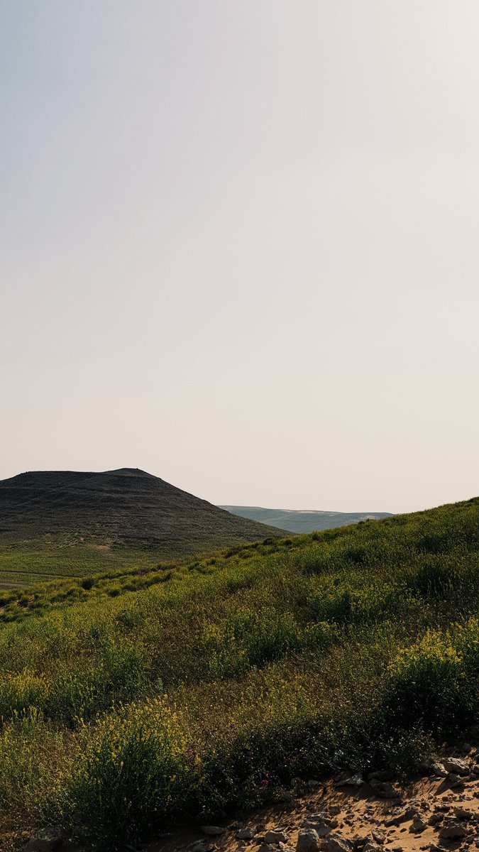 AlShamal Pinterest tweet media