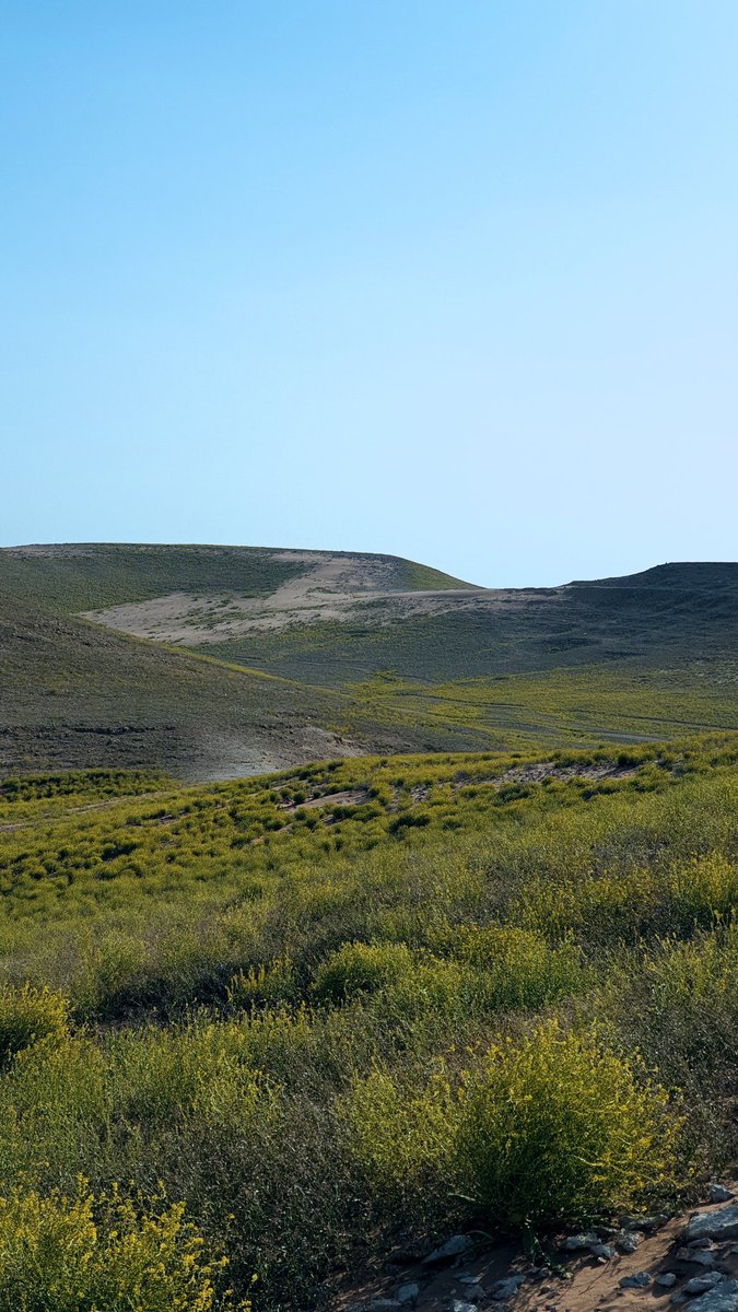 AlShamal Pinterest tweet media