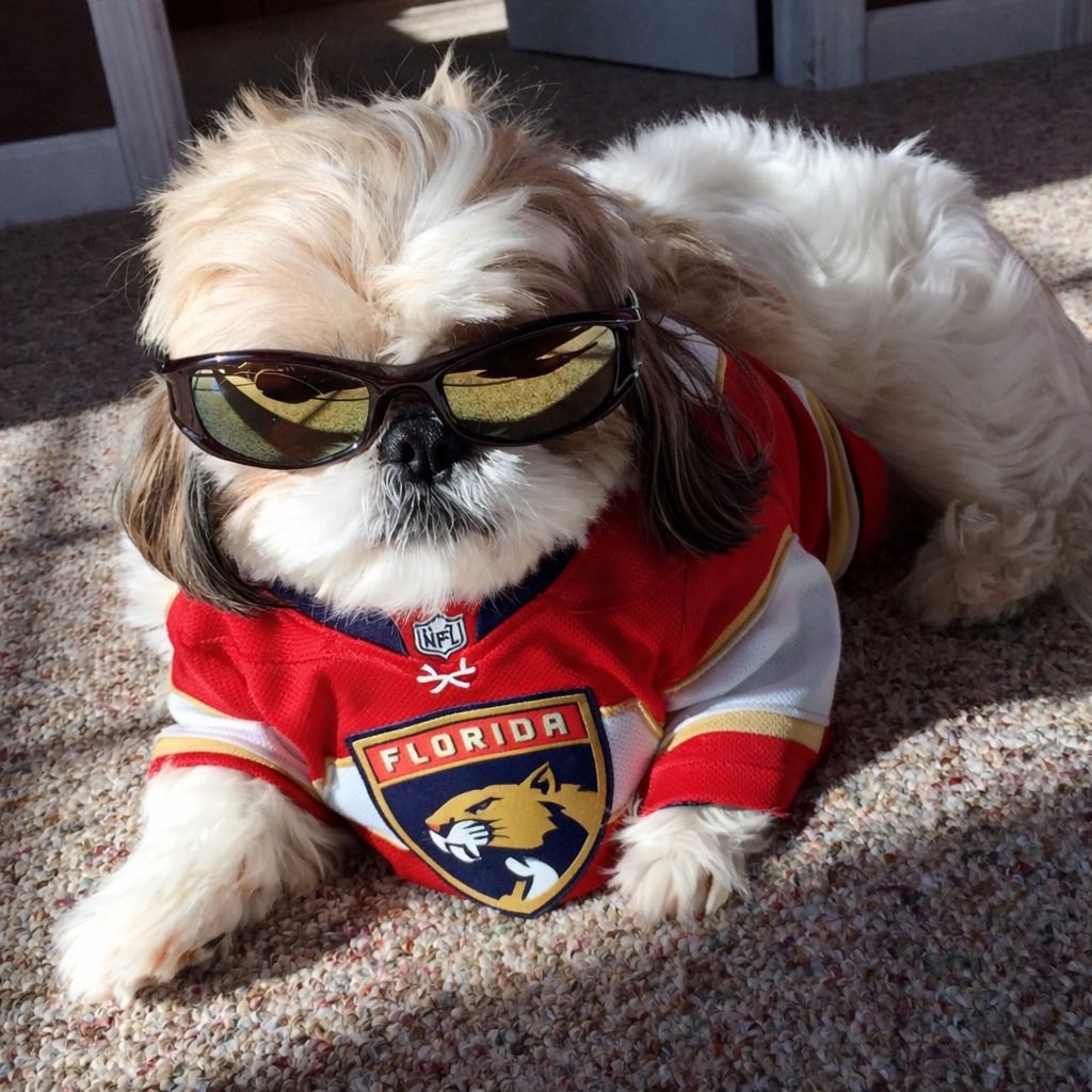 Dr. Gregory J. Rummo tweet media