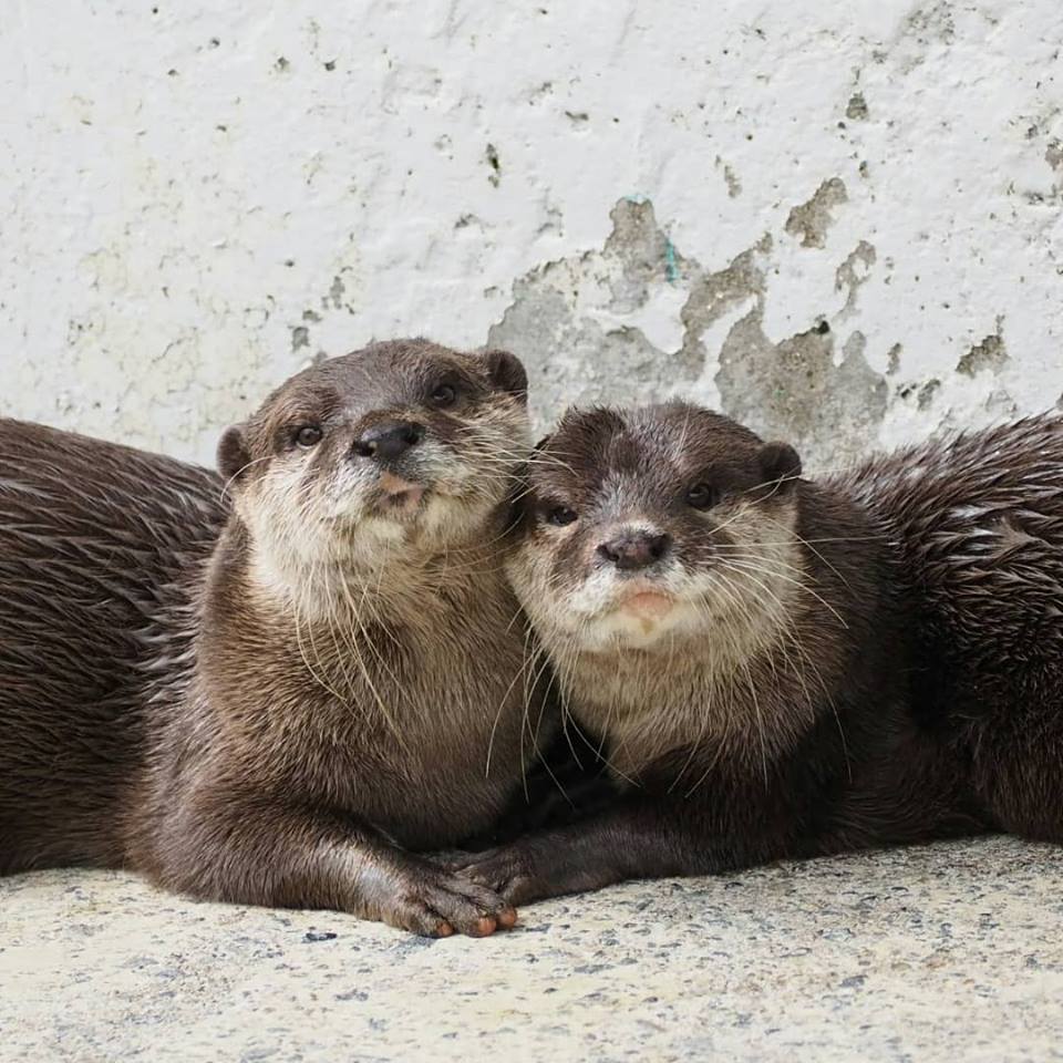 In Otter News.... tweet media