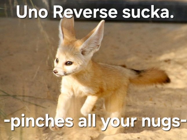 FoolishFennec's tweet photo. @SawftFox https://t.co/sZJ0s9CW5C
