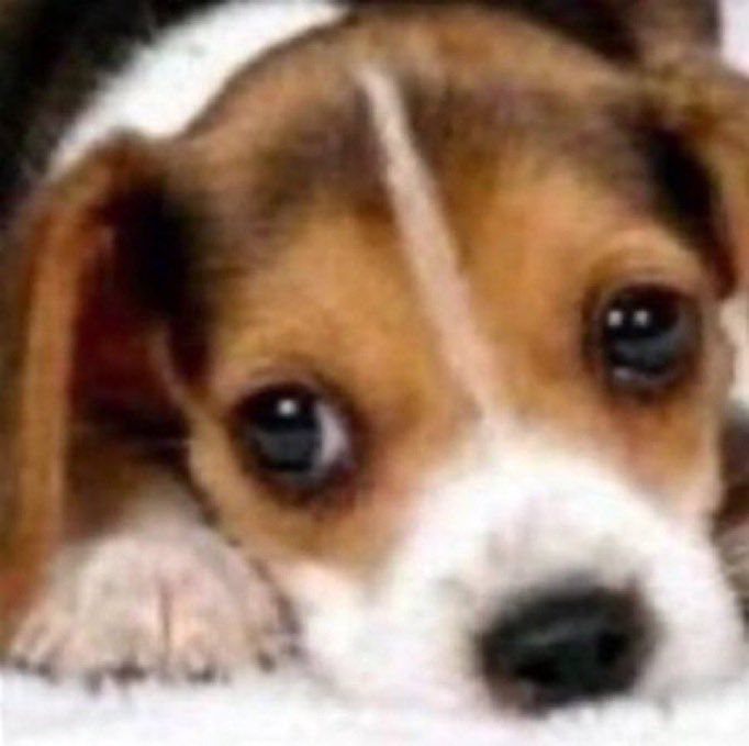 𝐥𝐮𝐜𝐚𝐬 🪽 tweet media