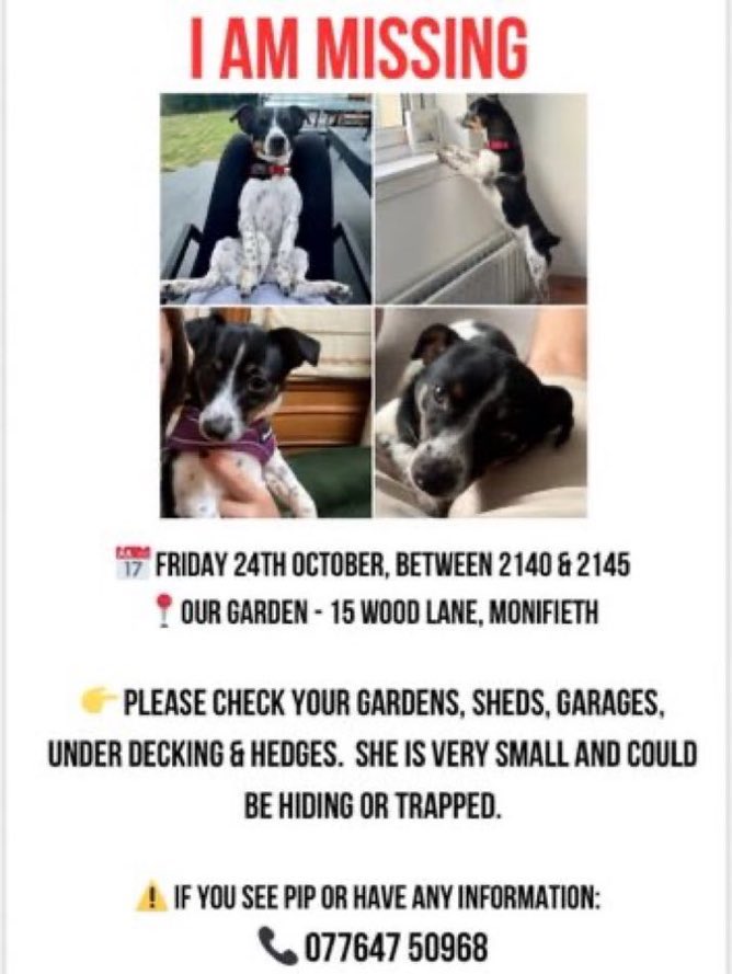 LisaClareRead2's tweet image. Please RT #Stolendoghour 
Pip went missing in #Fife #Scotland on 24th October 2025. 
Have you seen him. Please help get him home. 
#Missingdog