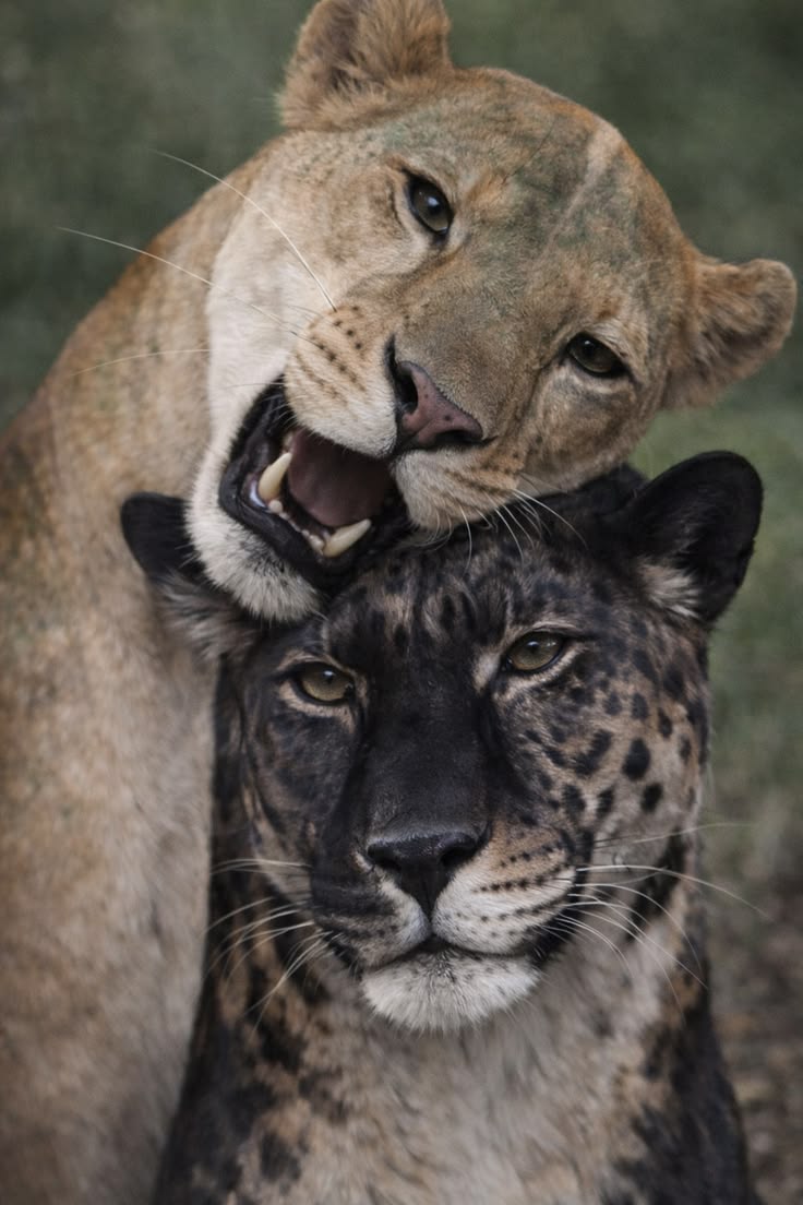 A N I M A L S tweet media