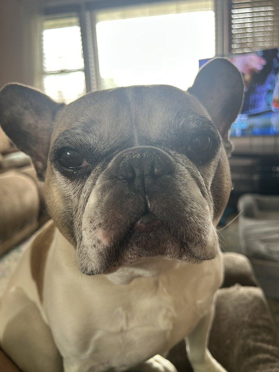 rscoach73's tweet photo. Do you think they want to go for a walk??!   Getting the stares from both dogs right now! https://t.co/LefYaqjrFg