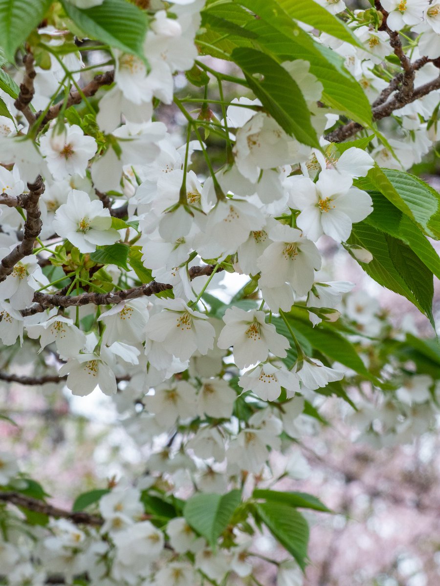 ますちゃん【1st】photomasujp（ﾏｽﾁｬﾝ） tweet media