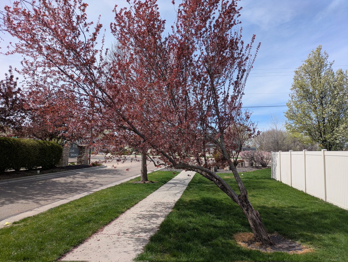 I guess nobody has the heart to cut down the Dr. Seuss tree even though it blocks the path.