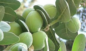 محمد الشيخ tweet media