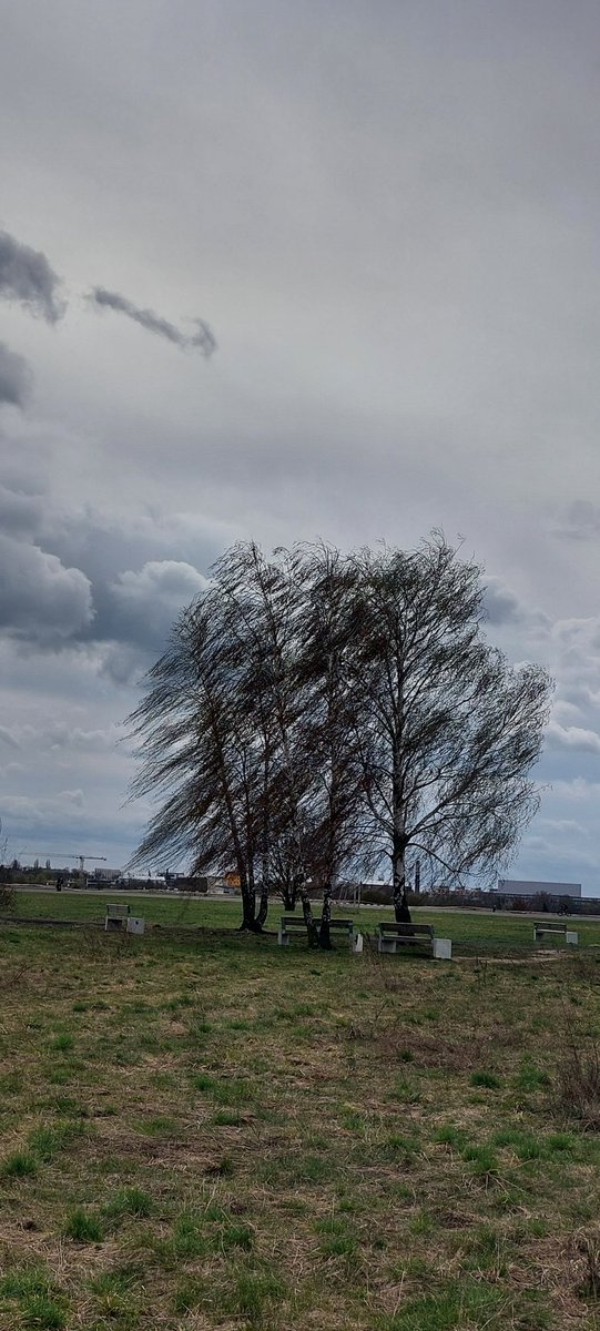 feldomma's tweet photo. #TempelhoferFeld
... starker #Wind, blühende #Sträucher, entspannte #Stimmung ...
#Feldliebe #THFbleibt #thf100 #Ostern https://t.co/XZd7sCuEe5