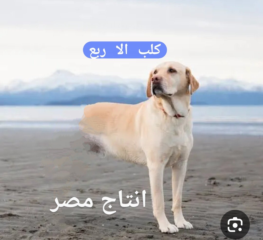 سعودي سبايسي 🌶 tweet media