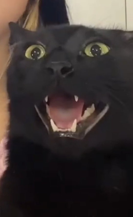 Rat Deadlock tweet media