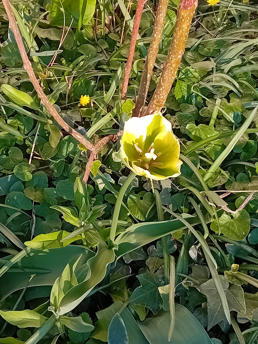 🌾🌞🌾 tweet media