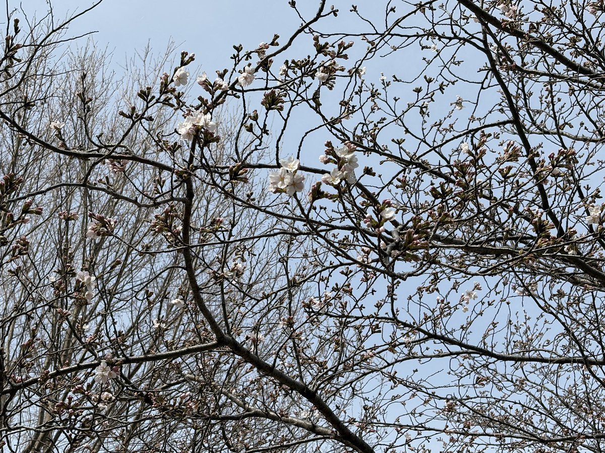 マチューッピ tweet media