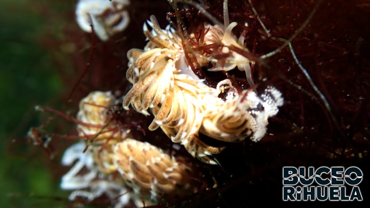 BuceOrihuela tweet media