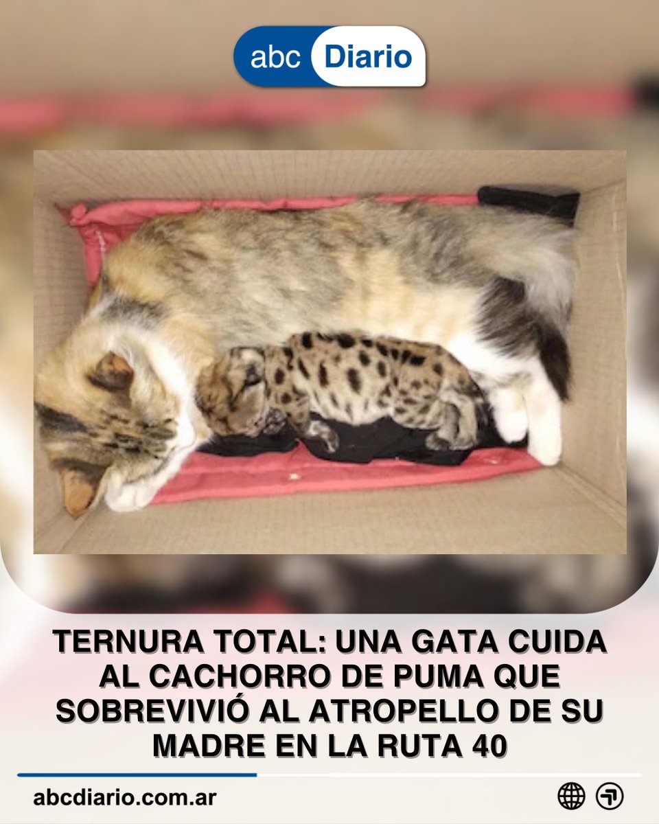 abcdiarioar tweet media