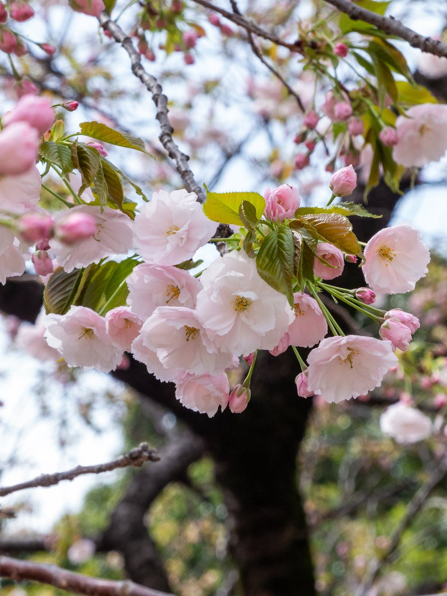 ますちゃん【2nd】photomasujp tweet media