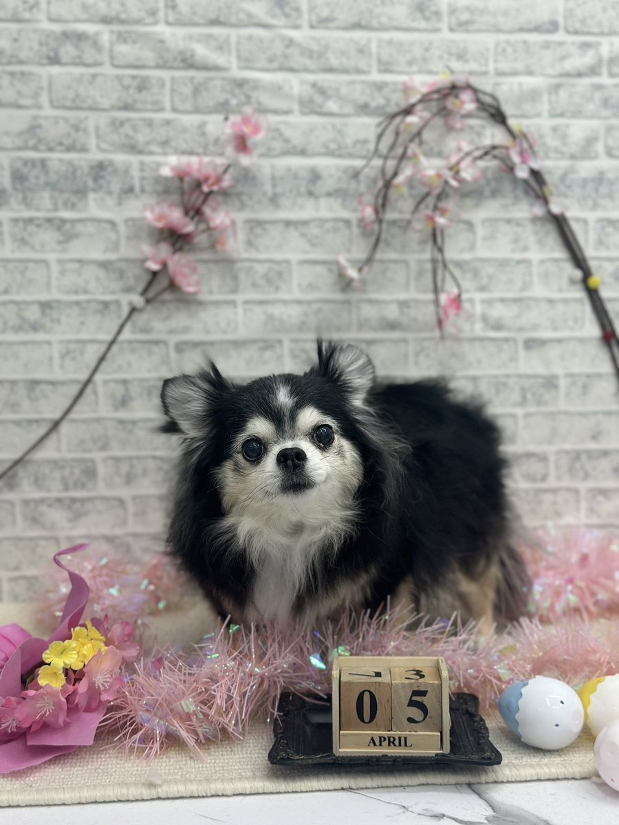 だんご三世代 tweet media