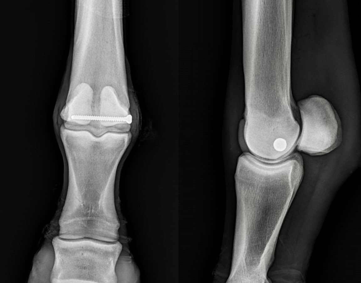 Dr. Patty Hogan tweet media