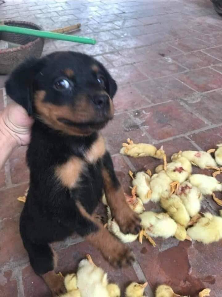 No-nonsense man tweet media