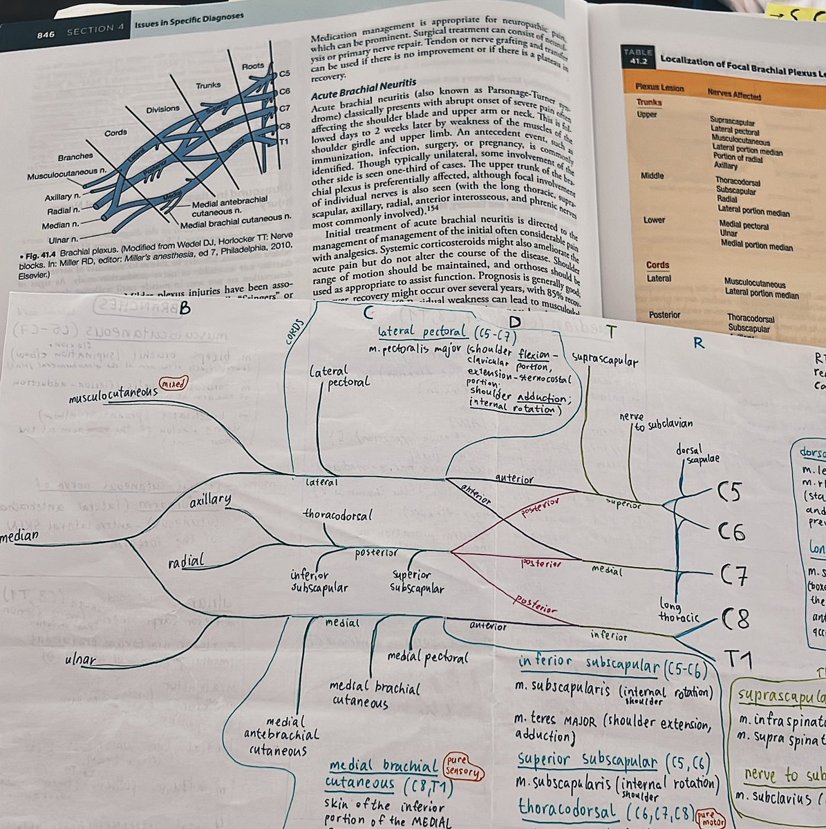 когда мне будет сто лет и я буду уже в деменции, буду рисовать на стенах брахиал плексус и бесить этим нянечек в доме престарелых.