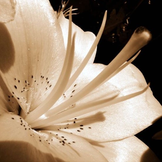 𝘑𝘶 || VAI VER O SKZ DNV tweet media