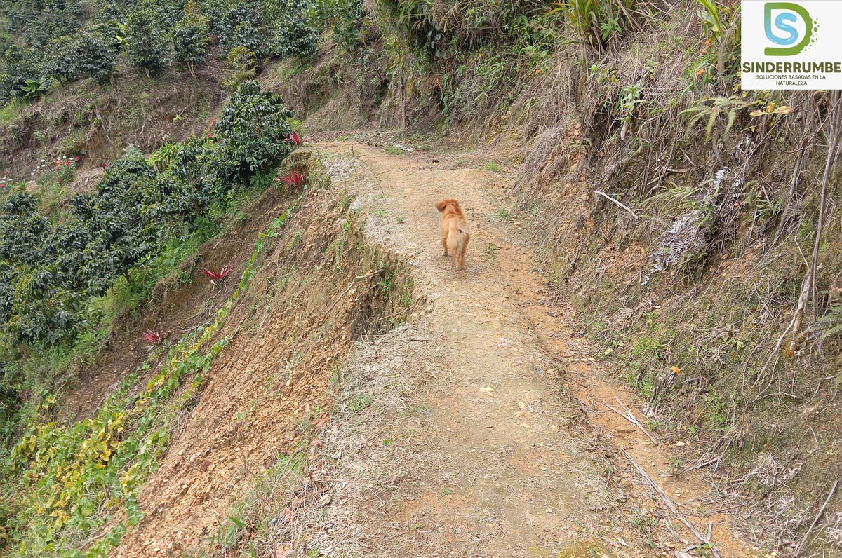 Juancho Sinisterra 🇨🇴 tweet media