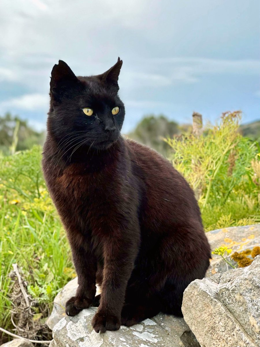 Cats of Iraklia tweet media