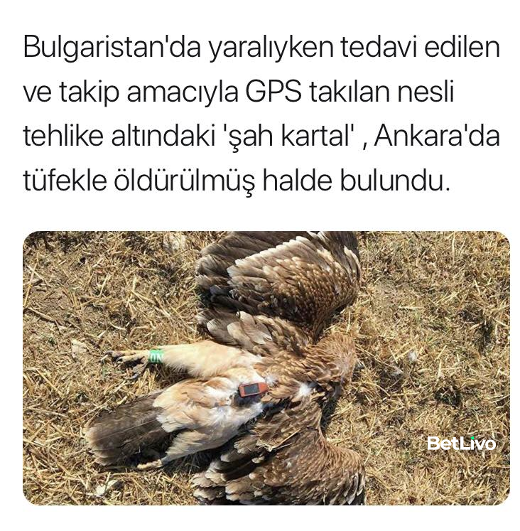 Gizemli Sırlar tweet media