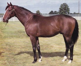 HORSERACING1002's tweet photo. ASSERT🇮🇪1979
(BE MY GUEST - IRISH BIRD BY SEA-BIRD)#Assert
B/ Moyglare Stud 🇮🇪April 17, 1979
O/ Robert Sangster 
T/ David O'Brien 
DEADEC $33,377
11-6-3-0----$612,317
1982 Champion 🏆 3yo Colt in France 🇫🇷 
Beresford S G2, Benson & Hedges Gold Cup G1, Gallinule S G2, Irish Derby G1, Joe McGrath Memorial S G1, Prix du Jockey Club G1 
2nd King George VI & Queen Elizabeth S G1,  Nijinsky S G2.
Stood at Winfields Farm , Coolmore Stud 🇺🇸, Haras de Verrerie et du Gue Foulon 🇫🇷& Italy 🇮🇹Sired Dancehall, Lecroix, Tzar Rodney, Timely Assertion, Square Cut, All My Dreams, Betty Lobelia, Nomadic Way, Running Flame, 
Died September 14, 1995