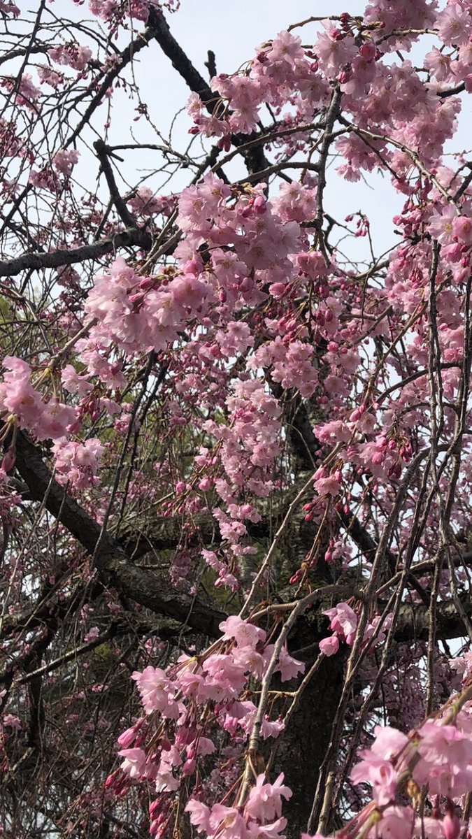 大和定寿 tweet media