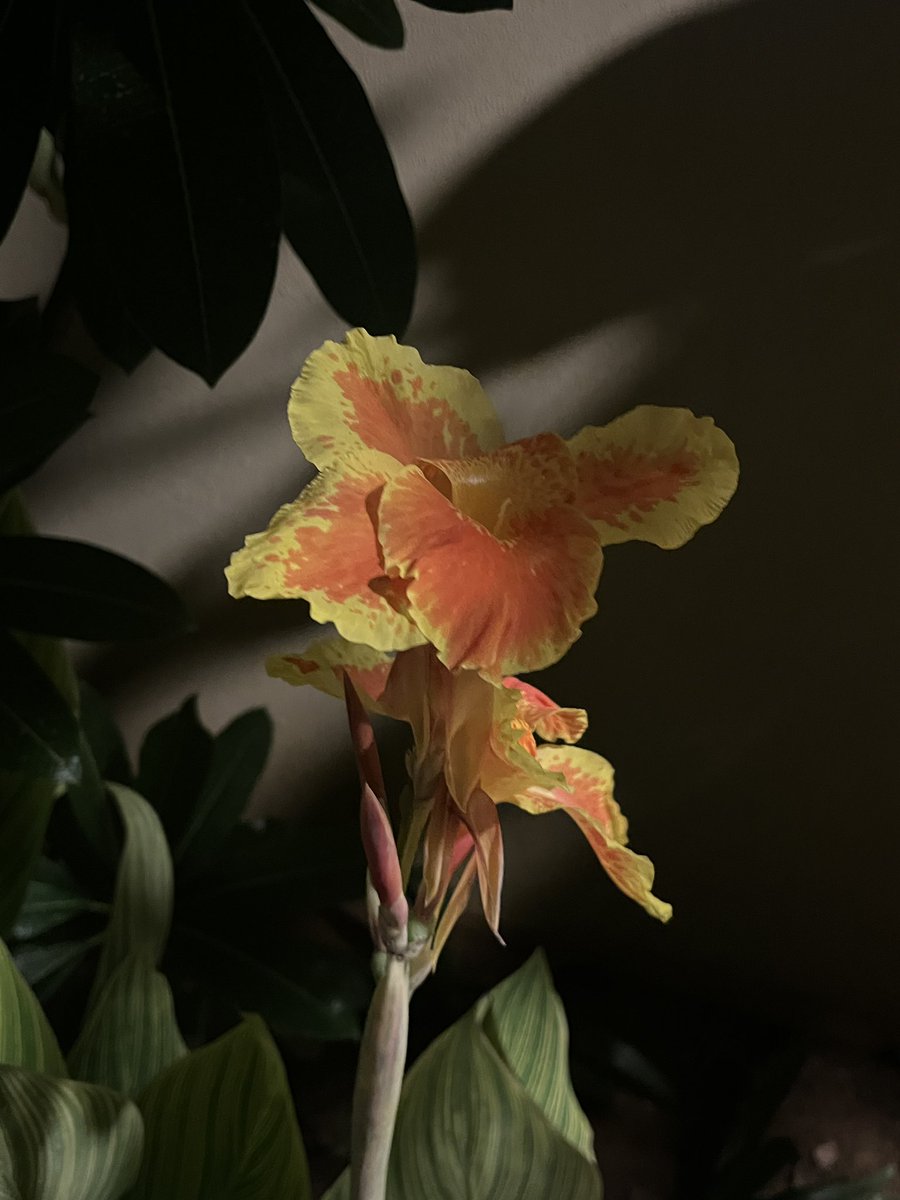 𓉡حسناء𓂀 tweet media