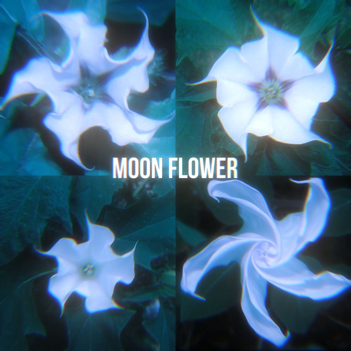 Kore 🌙 ✨ 🌺 tweet media