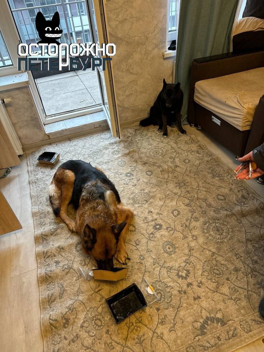 Дикий Петербург tweet media