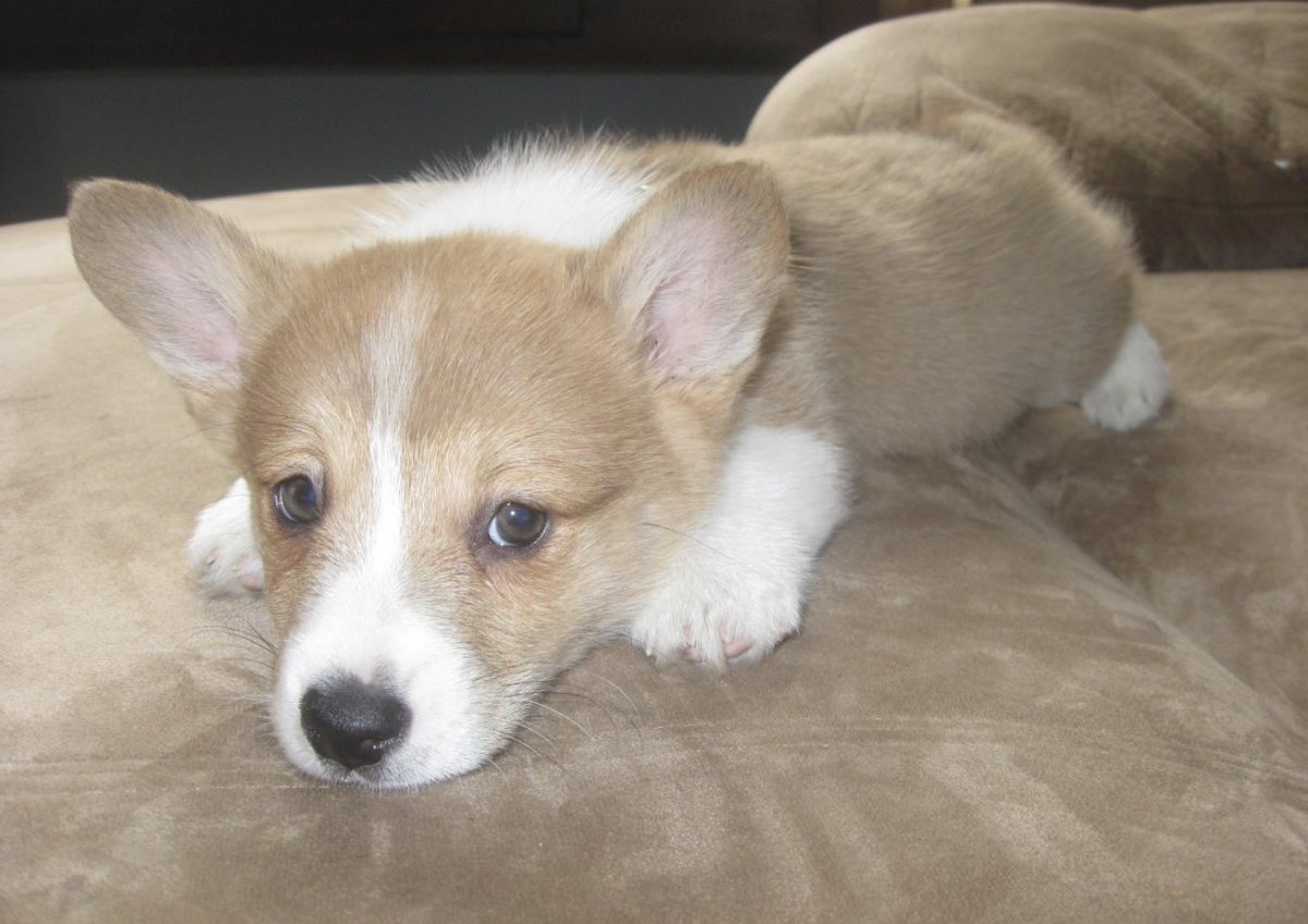 CorgiCoin tweet media