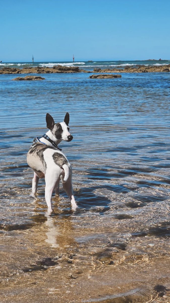 CalippoWhippet's tweet image. Spring 🌻🌸🌺☀️

#calippowhippet #whippet