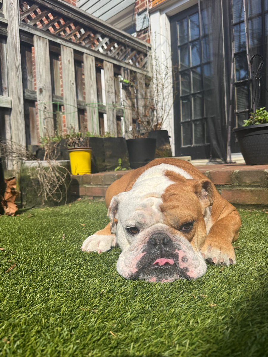 Jack the Bulldog tweet media