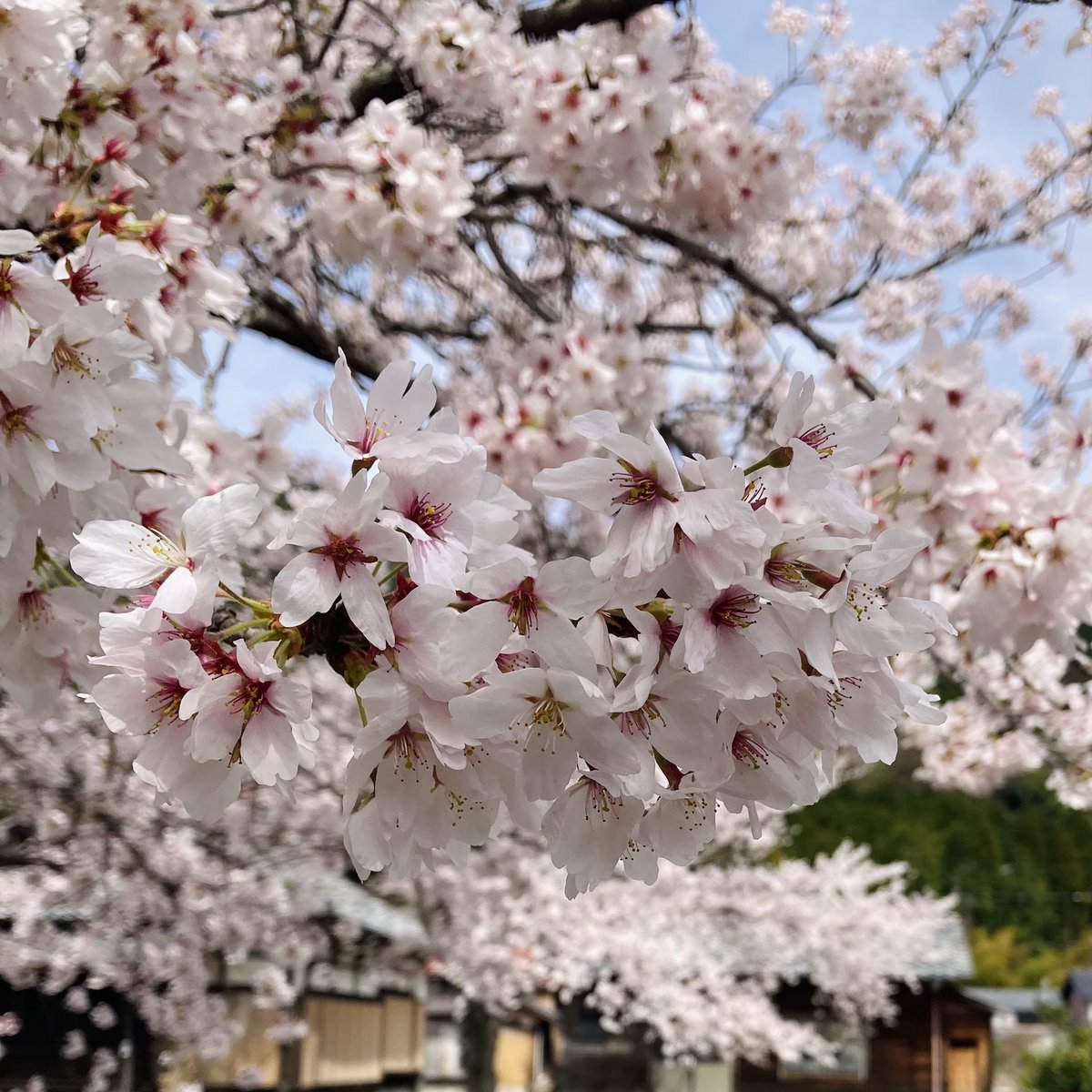 amemetola's tweet photo. まだ満開 https://t.co/MZpVJARAF4