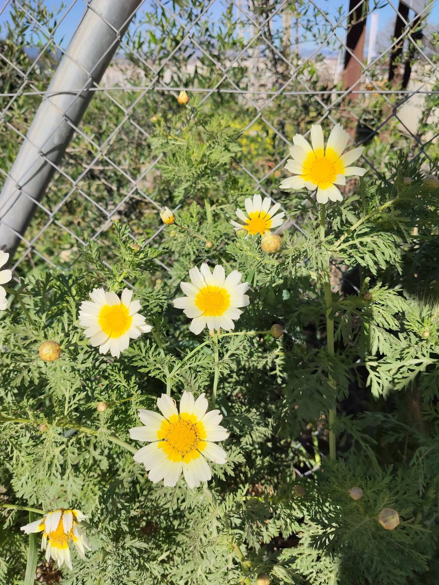 CreatiBrain tweet media