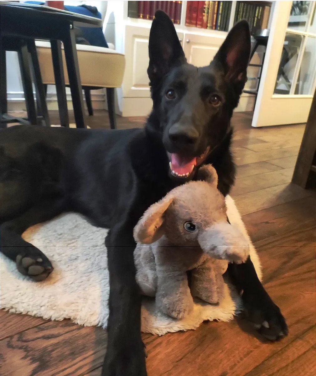 Jelena Spade tweet media