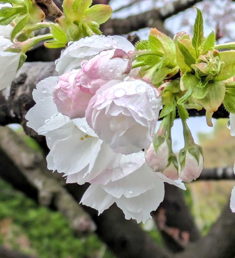 🍒✨のん✨🍒のんちゃん❤︎ポスト📮見てね🍀 tweet media