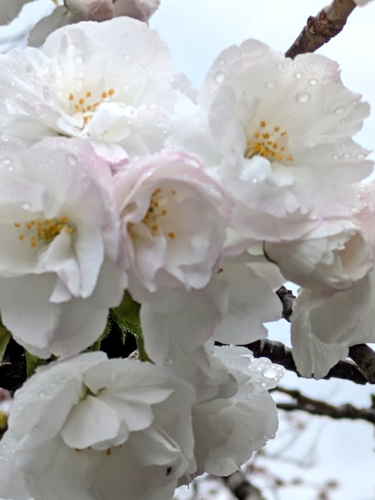 🍒✨のん✨🍒のんちゃん❤︎ポスト📮見てね🍀 tweet media