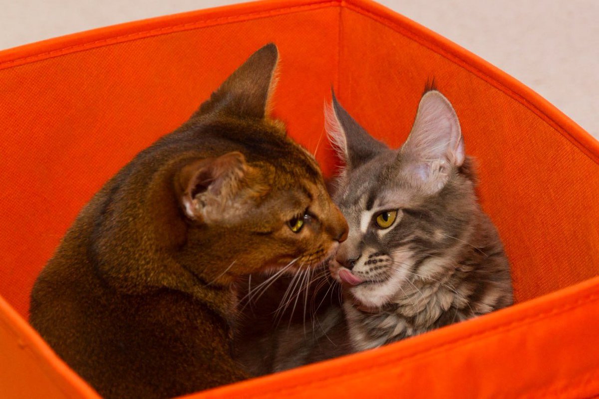 Maxim Elfimov tweet media